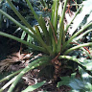 Meet your Posher, Vicha